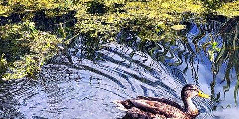 Katherine Albertsons Park 2.jpg