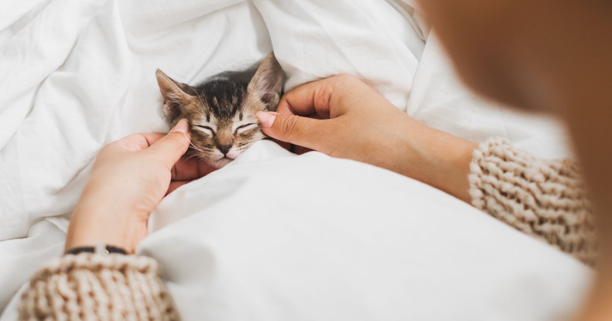 Eliminate Cat Odor: Your Ultimate Guide to Achieving a Fresh and Odor-Free  Home