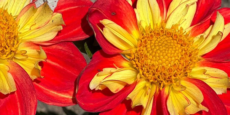 Celina Apartment: 565 E Market St