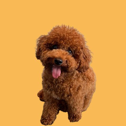 Mr