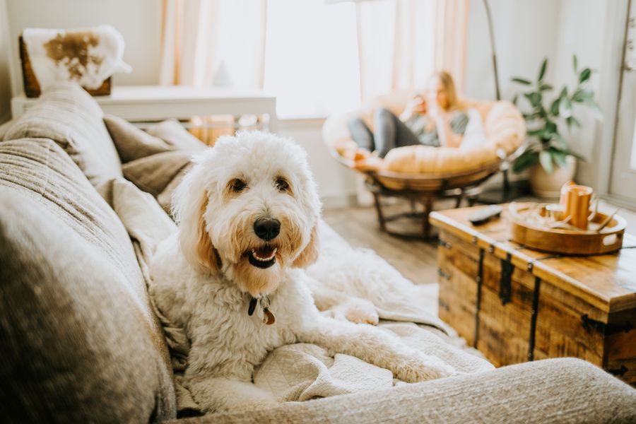 Pet Friendly Apartments: What Renters and Landlords Need to Know