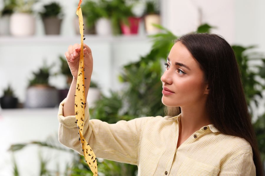 How to Get Rid of House Flies