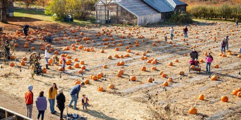 pumpkin.jpg