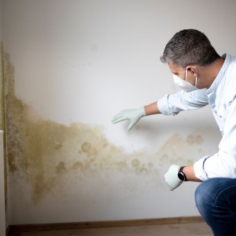 How to Get Rid of Mold In Your House Safely on a Budget