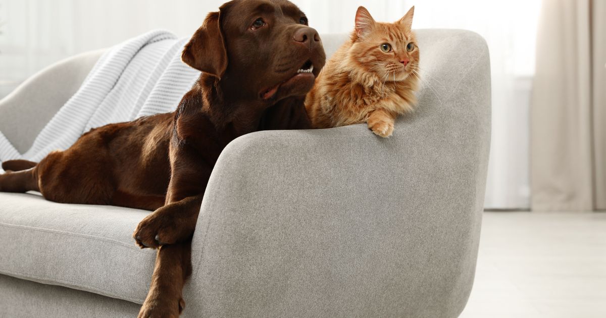 Pet-Friendly Rental Properties: A Guide for Landlords and Tenants