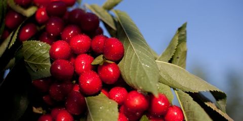 cherries on tree.JPG
