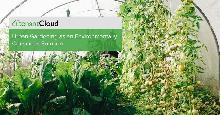 Urban Gardening as an Environmentally Conscious Solution