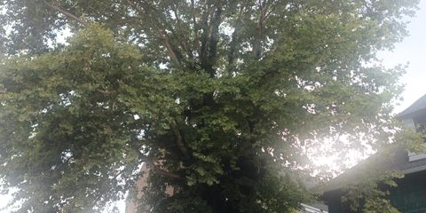 4746 N Broad MP  (8).png