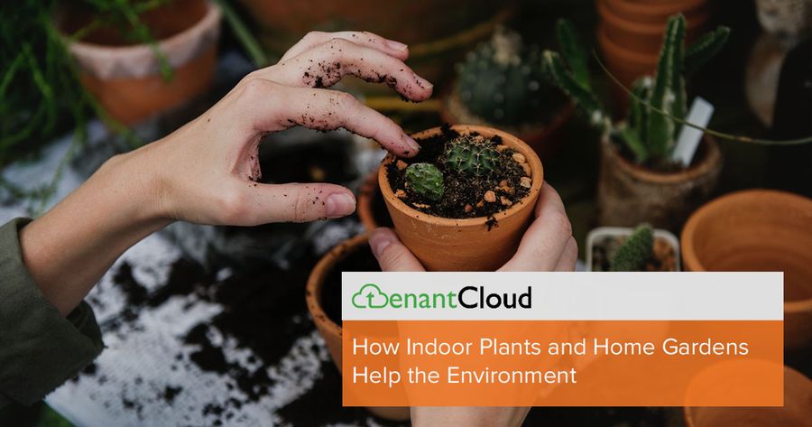 How Indoor Plants and Home Gardens Help the Environment