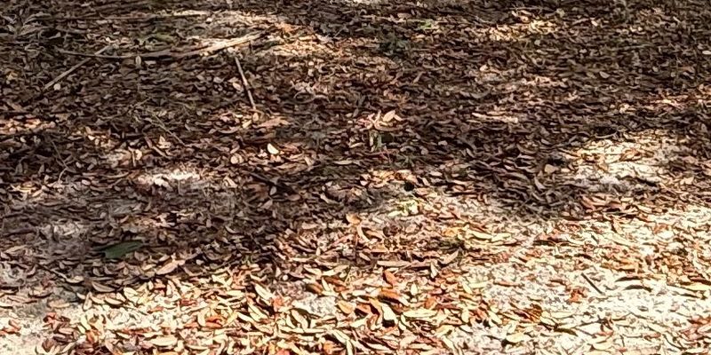 Apopka House: 3000 Clarcona Rd 106 Apopka, FL 32703