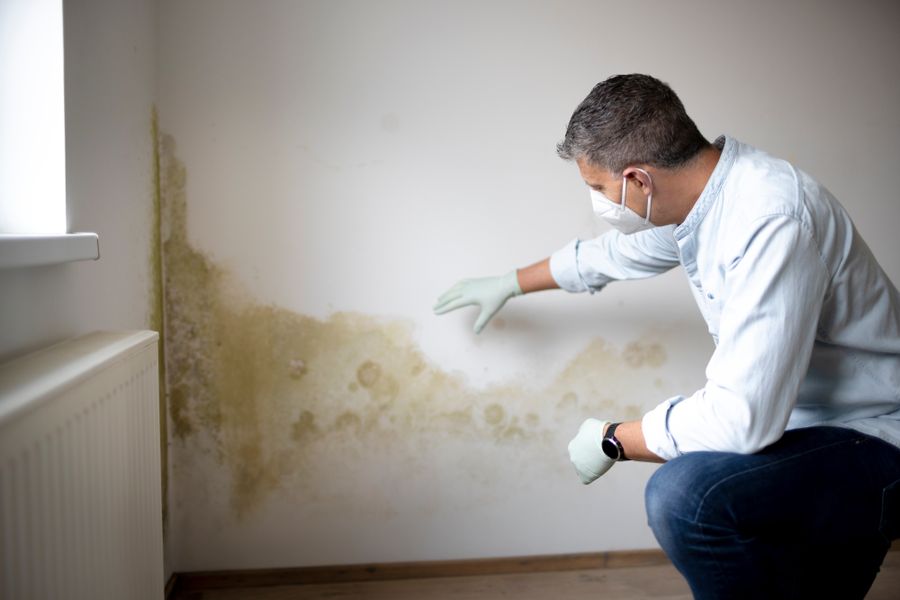 How to Get Rid of Mold In Your House: Mold Remediation on a Budget