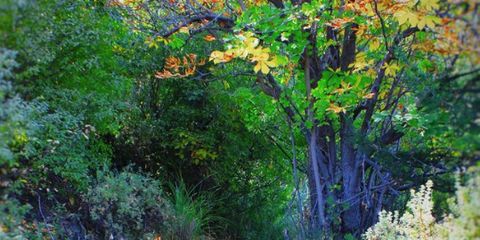 Katherine Albertsons Park 1.PNG