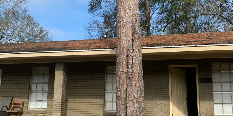 Petal Multiplex: 105 Smith St