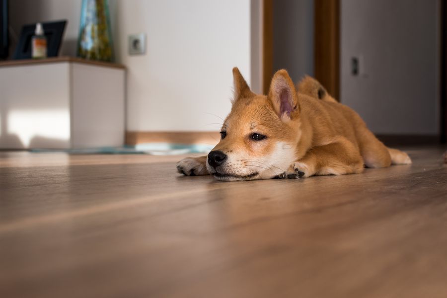 How To Remove Pet Stains From Wood Floors